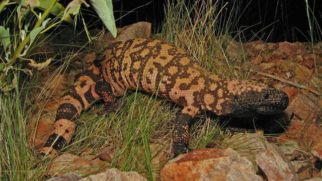 A Gila monster, a heavy lizard with beaded black and orange-pink skin, walking over red rocks and dry grass at night.