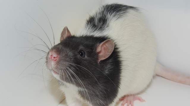 A black-and-white hooded laboratory rat with long whiskers, standing in the corner of a white box.
