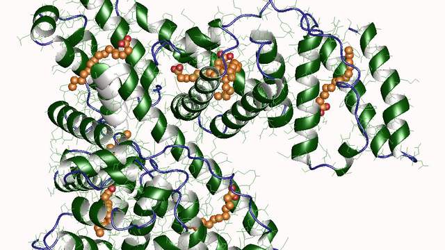 Computer model of the blood protein albumin: green spiral ribbons, with small orange chains of fat held inside it.