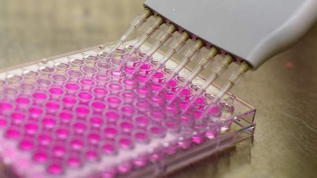 A pipette with eight thin tips puts pink liquid into a plastic plate with many small wells.