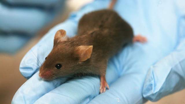 A small brown laboratory mouse sitting on the palm of a hand in a blue disposable glove.