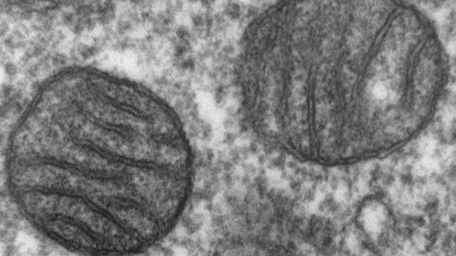 Black-and-white electron microscope image of two oval mitochondria with folded inner walls, inside a lung cell.