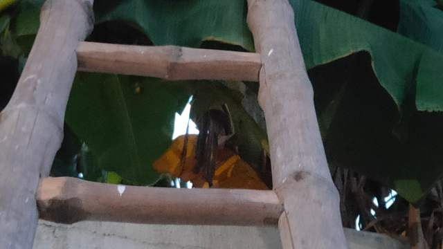 A tall wooden ladder made of poles, seen from below, leaning against a pale wall in front of large green banana leaves.